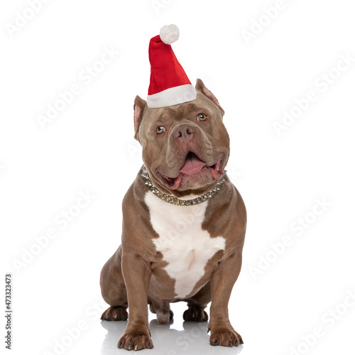 adorable american bully dog with christmas hat sticking out tongue © Viorel Sima