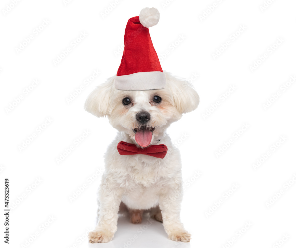 happy little bichon dog sticking out tongue and wearing christmas hat and bowtie