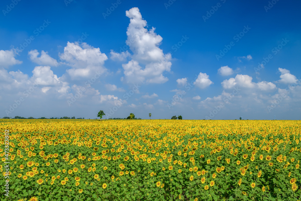 Beautiful sunflower flower blooming in sunflowers field with blue sky and white cloudy