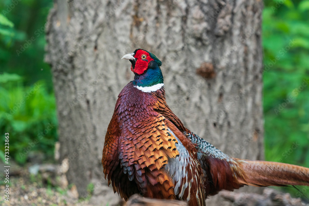 Fototapeta premium The common pheasant (Phasianus colchicus)