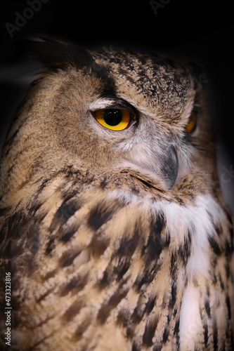 Eagle brown owl (BUBO BUBO). Shallow depth of field