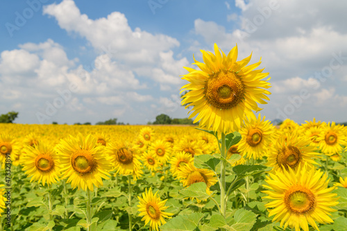 Beautiful sunflower flower blooming in sunflowers field on winter season  Lop Buri