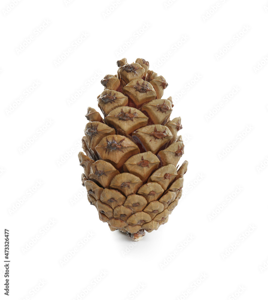 Beautiful dry pine cone isolated on white Beautiful dry pine cone isolated on white