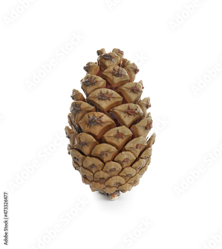 Beautiful dry pine cone isolated on white