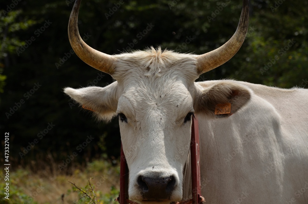 portrait of a cow portrait of a cow