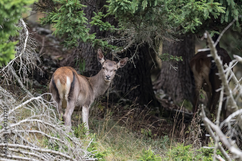 Deer female on alert goes back in the forest (Cervus elaphus) © manuel