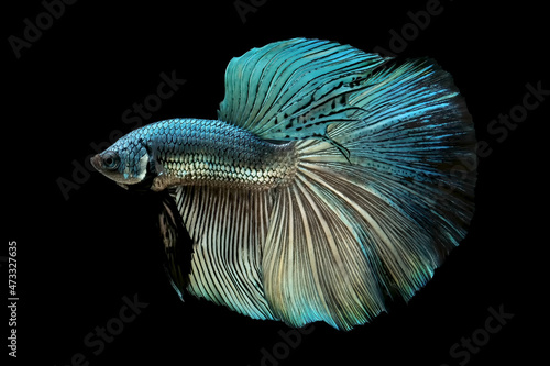 Green copper betta fish Isolated on a black background.