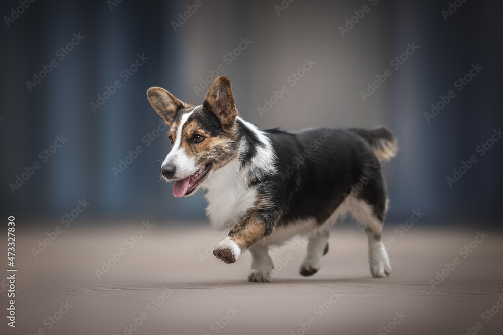 Cute brindle welsh corgi cardigan dog running on gray tile against the backdrop of a blue cityscape. Light reflection in glass. Paws in the air. Crazy dog