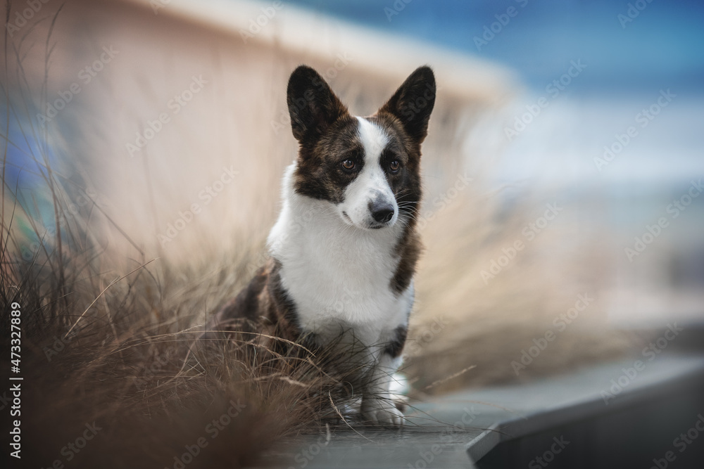 Cute brindle welsh corgi cardigan dog sitting on gray tile against the  backdrop of a blue cityscape and a bush of dry grass. Light reflection in  glass. Looking away Stock-Foto | Adobe