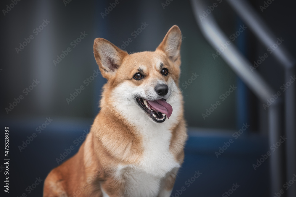 Funny red welsh corgi pembroke dog with open mouth sitting on the background of a blue glass city building. Close-up portrait Funny red welsh corgi pembroke dog with open mouth sitting on the background of a blue glass city building. Close-up portrait