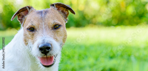 Headshot of Jack Russell Terrier pet dog outdoors. Panoramic background for header.