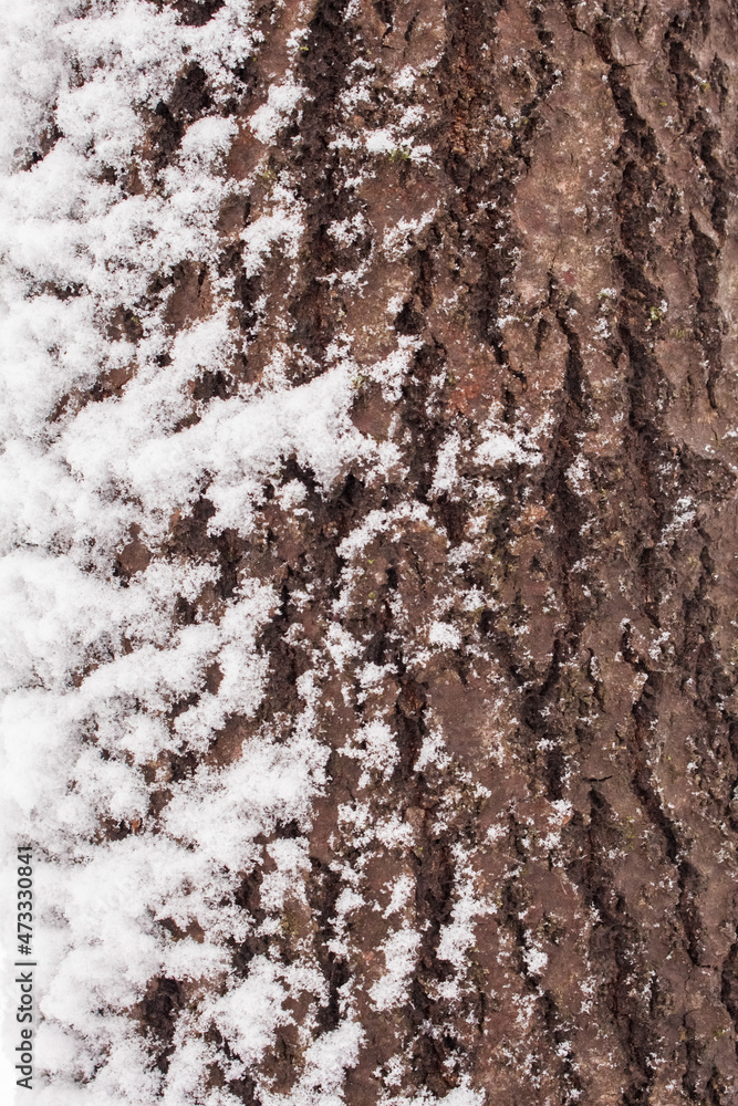 Fototapeta premium bark in winter