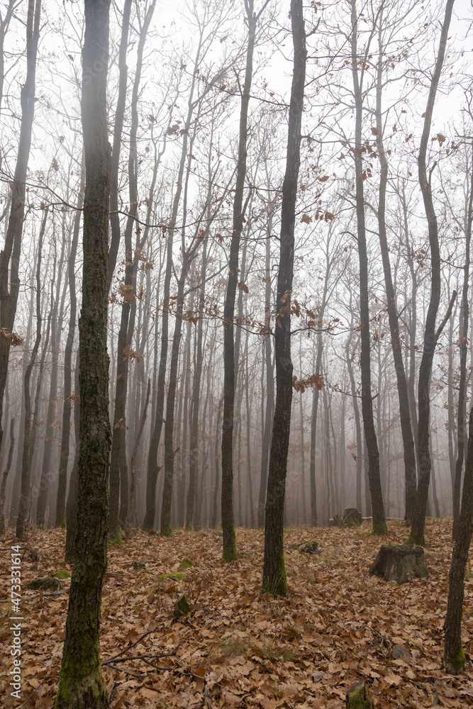 forest in autumn forest in autumn