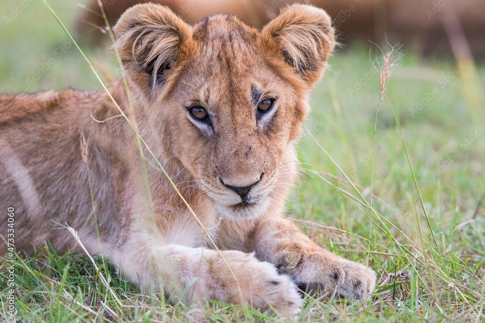 Curious Lion cub lying in the grass and watching Curious Lion cub lying in the grass and watching