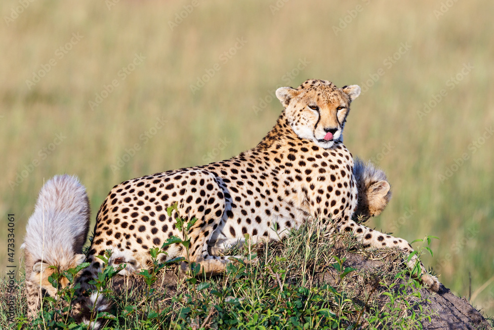 Cheetahs with playful cubs licking her nose Cheetahs with playful cubs licking her nose