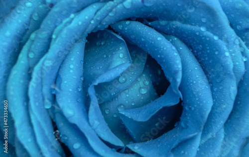 Texture of blue rose bud in water drops