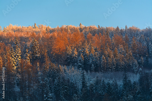 Fototapeta Naklejka Na Ścianę i Meble -  Ośnieżone drzewa choinki zimą w górach - Beskidy
