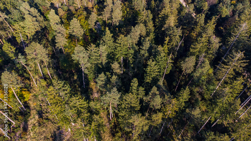 Pine tree forest in South Germany seen from above aerial view