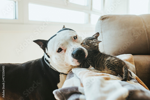 Kitten playing with dog on sofa at home photo