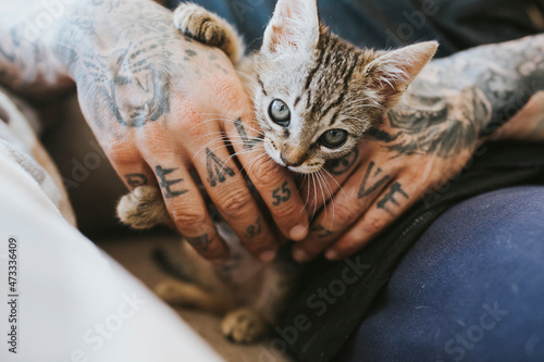 Man with tattooed hands holding kitten at home photo