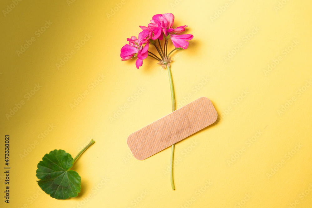 Fresh natural flower attached adhesive plaster on a background. Bandage strip on flower