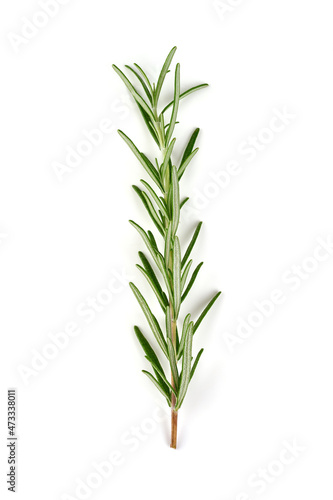 Rosemary sprig, isolated on white background.