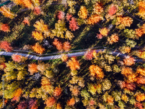 the road is a path for walking and running in a bright autumn forest top view from a drone. bright red yellow foliage evokes an autumn mood, early winter in Europe. top view texture background