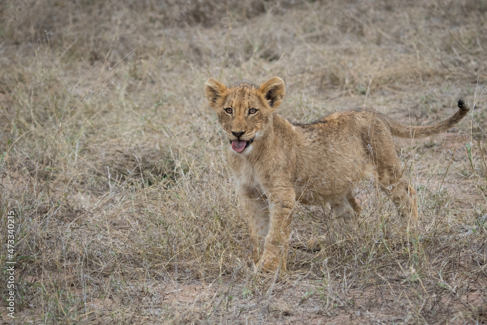 CUTE! a young lion cub standing in the dry grass, Greater Kruger. CUTE! a young lion cub standing in the dry grass, Greater Kruger.