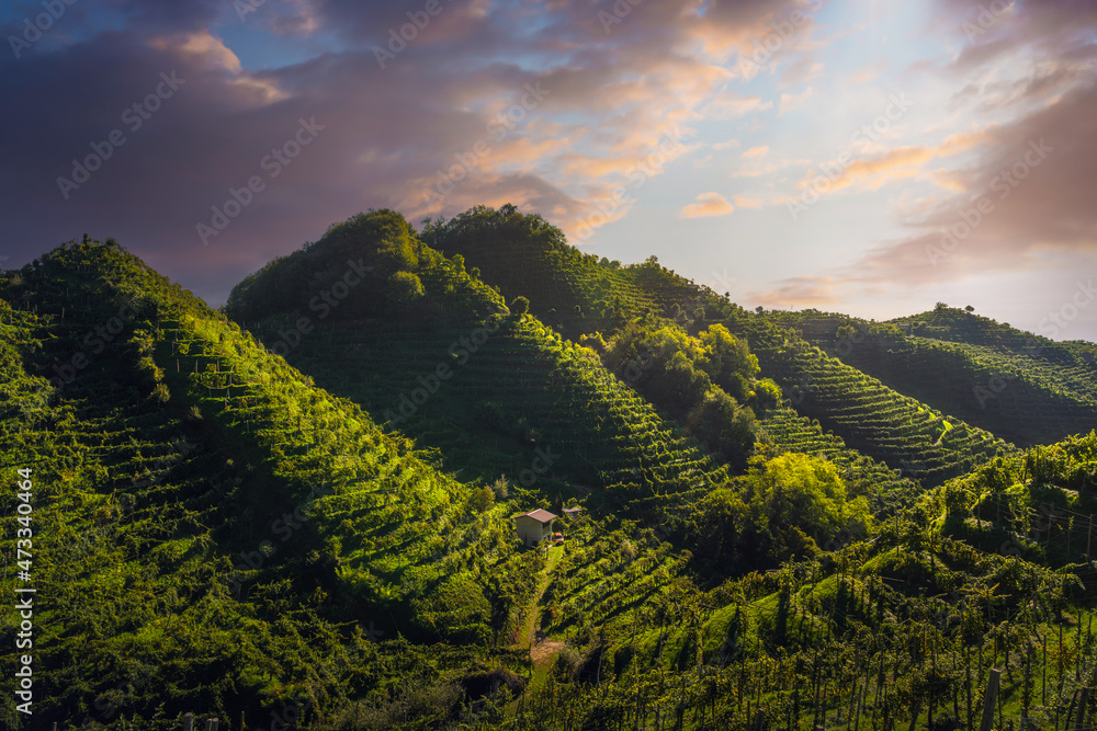 Prosecco Hills, vineyards after sunrise. Unesco Site. Veneto, Italy