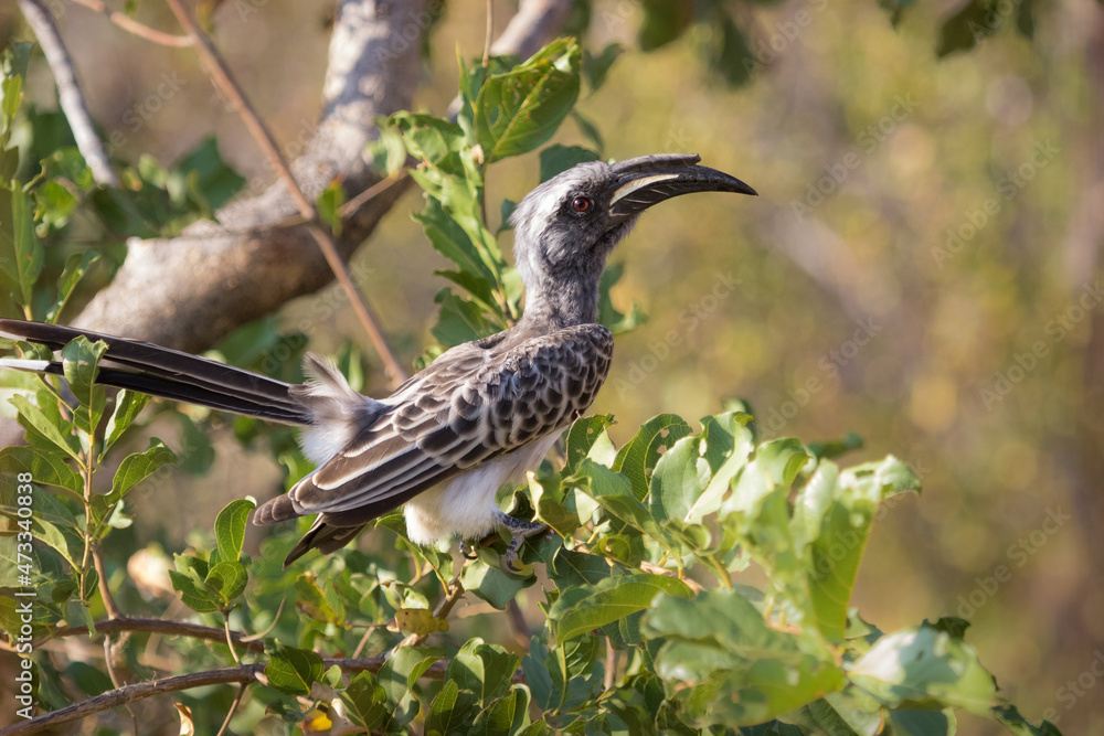 African Grey Hornbill sitting in a Red Bushwillow tree, Greater Kruger African Grey Hornbill sitting in a Red Bushwillow tree, Greater Kruger