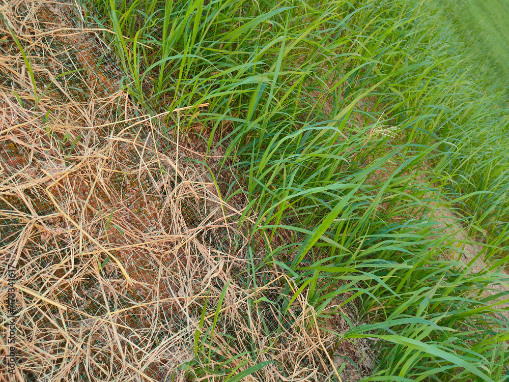 Permanent slope protection with grass using the hydroseed method. The grass is used to stabilizes the slope structure and prevent slope erosion. Effective and less maintenance.
Permanent slope protection with grass using the hydroseed method. The grass is used to stabilizes the slope structure and prevent slope erosion. Effective and less maintenance.