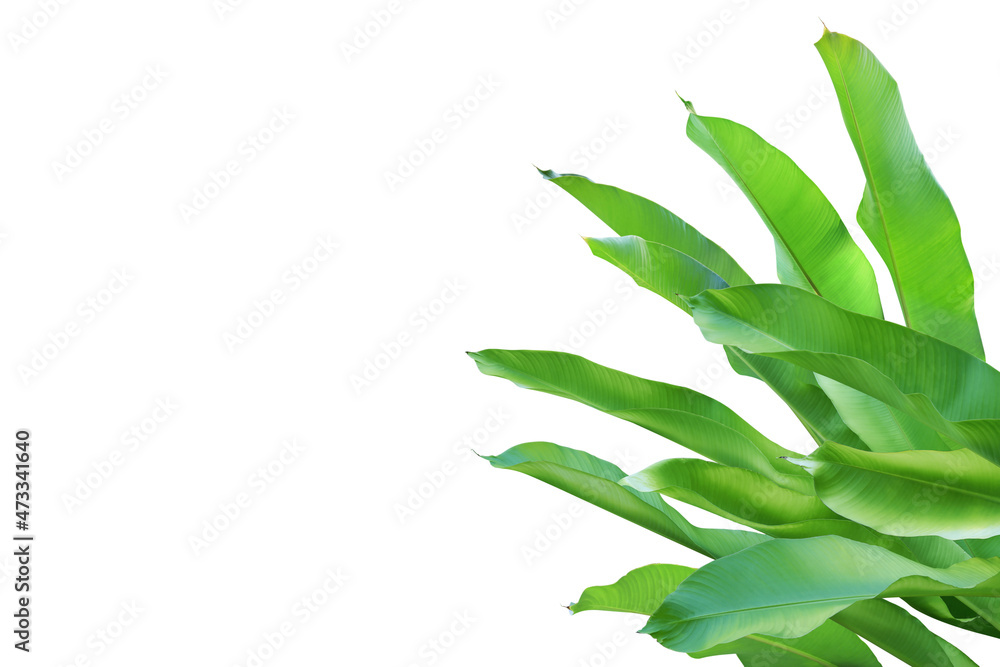 Fresh Green Leaves of Heliconia Plant Isolated on White Backgrou