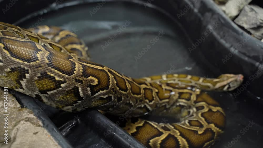 Piton regal.The ball python Python regius , also called the royal ...