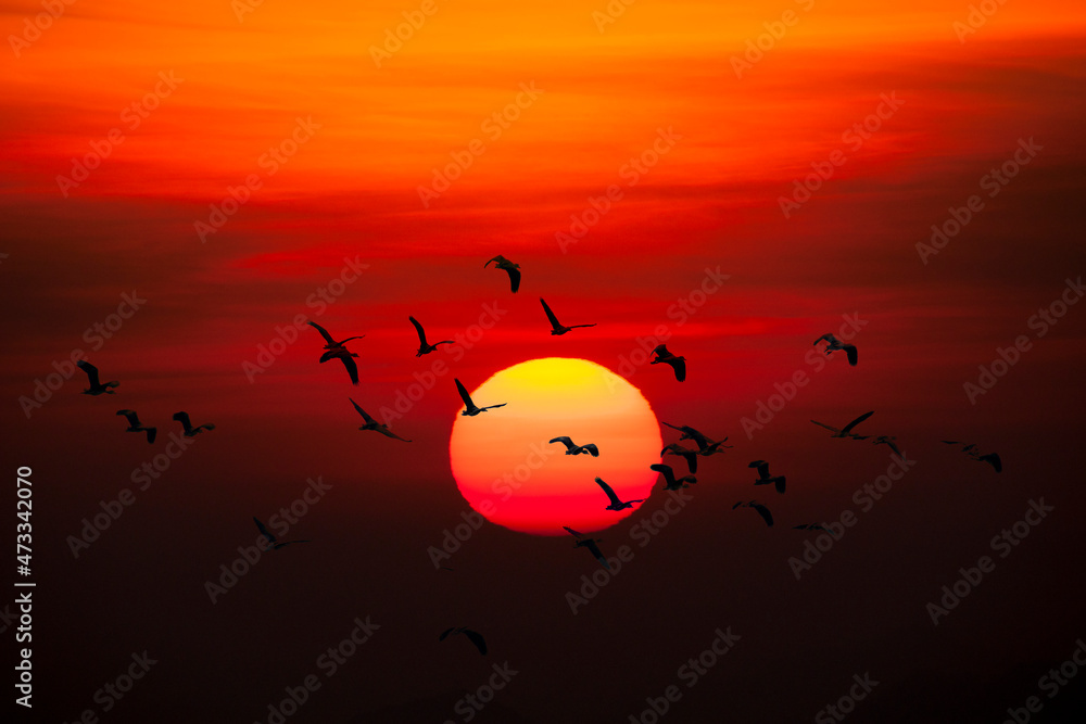 Silhoutte of flock of birds flying on the sunse  background