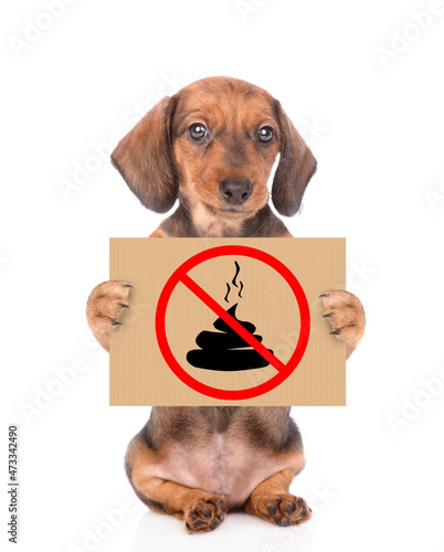 Dachshund puppy holds sign "no dog poop". Concept cleaning up dog droppings. Isolated on white background © Ermolaev Alexandr