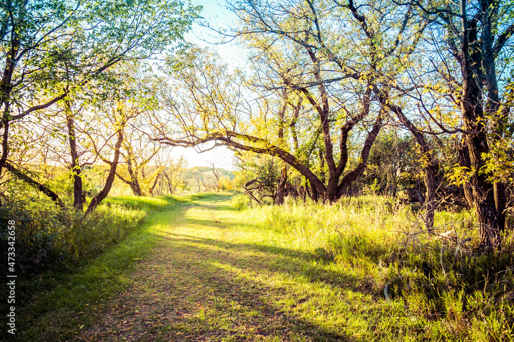 A trail through the woods in Autumn in the Upper Souris National Wildlife Refuge in North Dakota. A trail through the woods in Autumn in the Upper Souris National Wildlife Refuge in North Dakota.