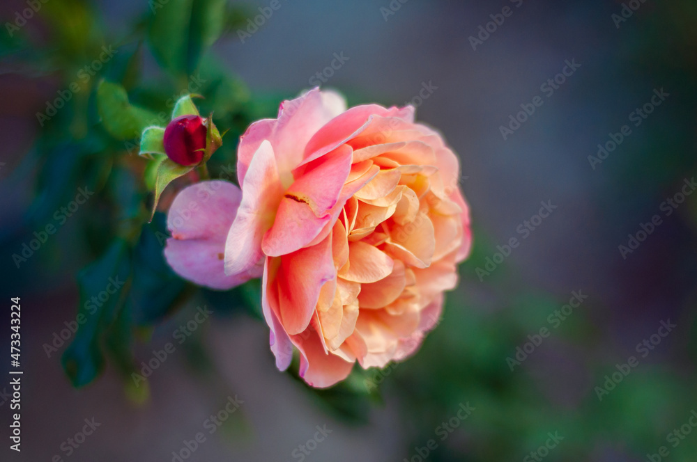Beautiful delicate rose flower of the Marie Curie variety close-up and blurred background