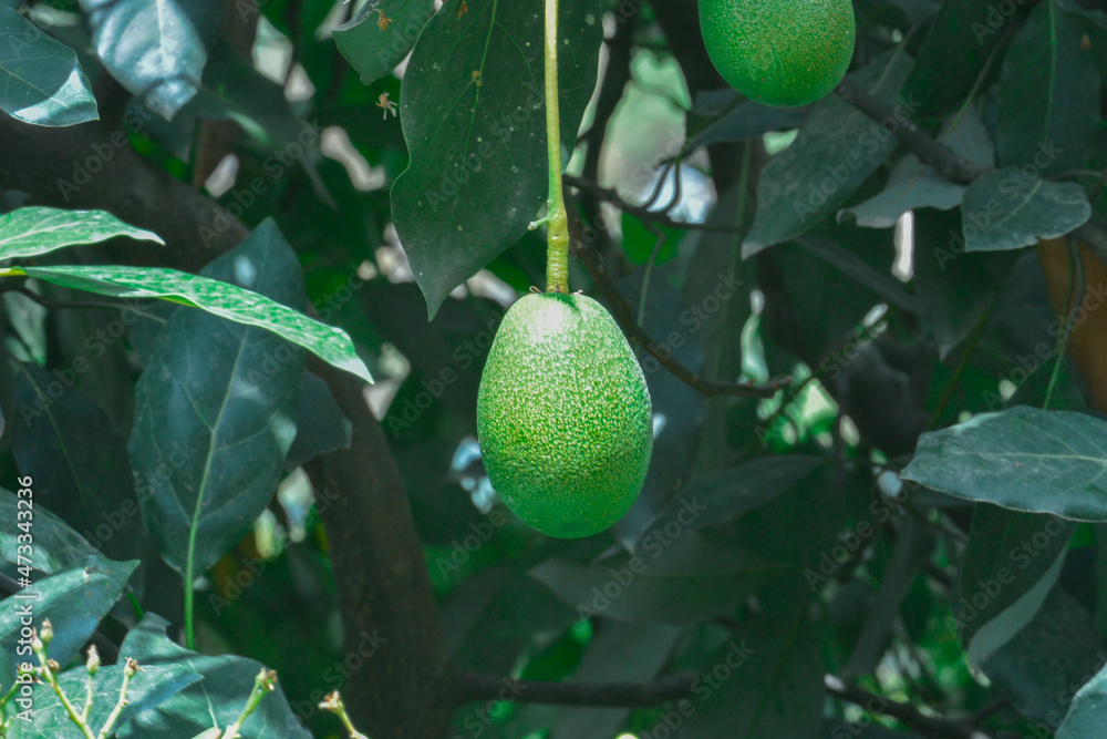 green avocado on tree