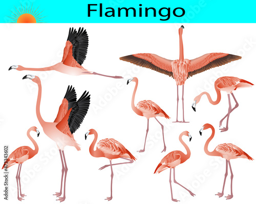 Collection of flamingo birds in colour image