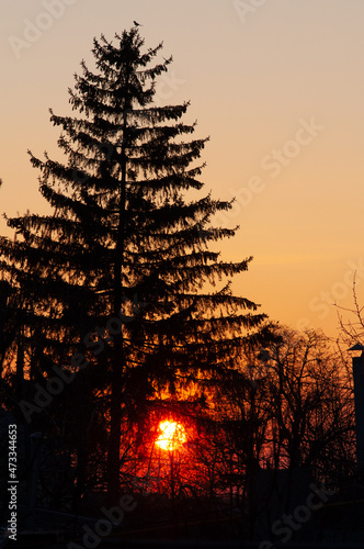 Silhouette of a spruce against the backdrop of sunset  bird on top of a tree