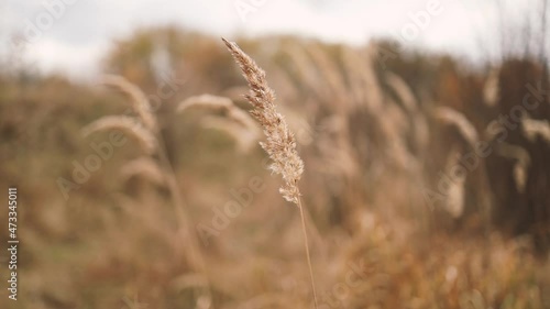 Nature in autumn. Abstract dry delicate plants, grass flowers, herbs outdoor moving in the wind