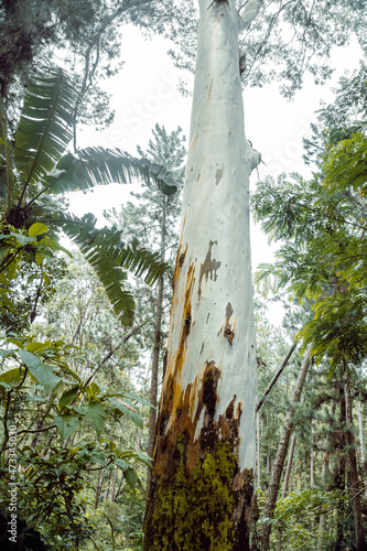 Fototapeta Naklejka Na Ścianę i Meble -  Zbliżenie na piękne drzewo pokryte mchem w lesie deszczowym.