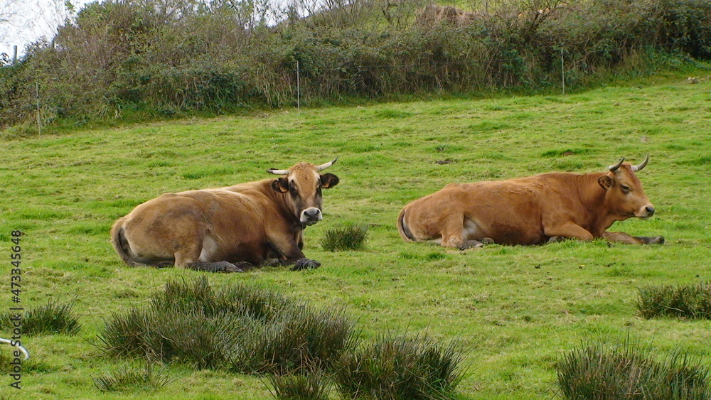 cows grazing in a field