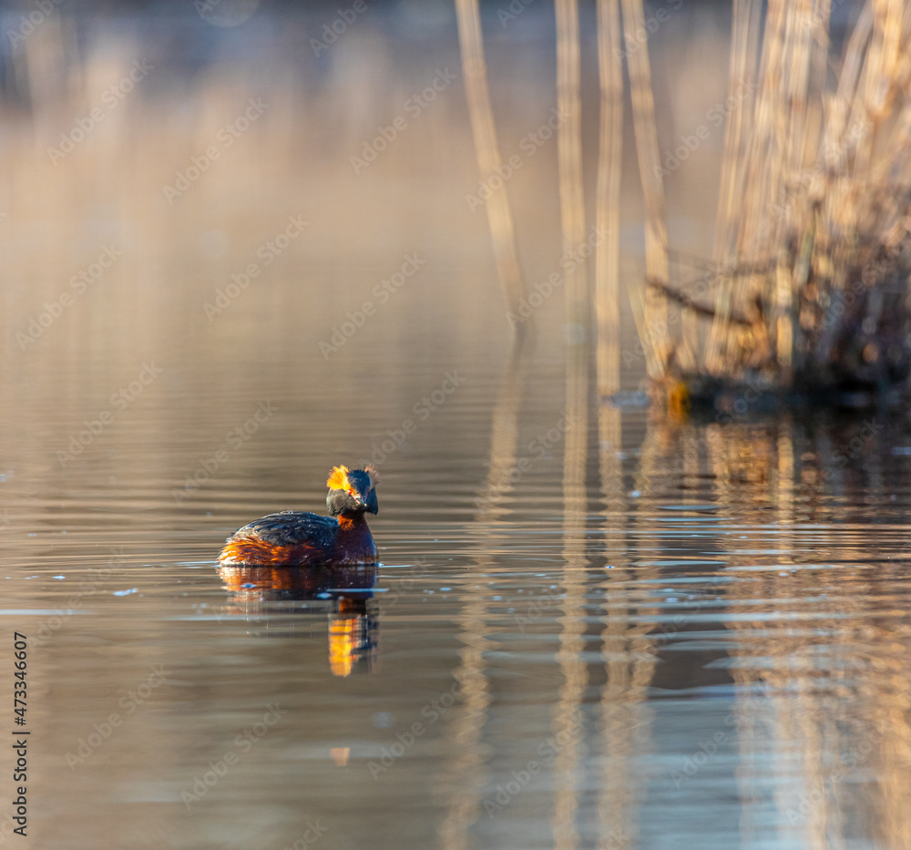 bird on the lake bird on the lake
