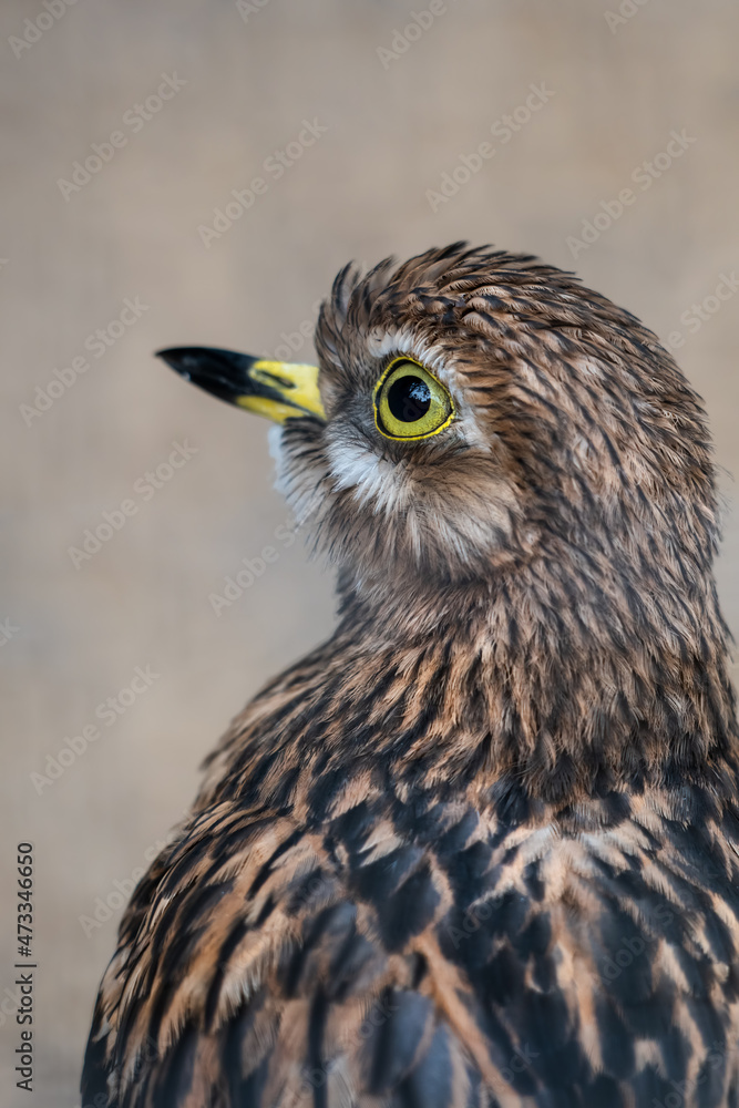 Eurasian Stone-curlew Bird Portrait