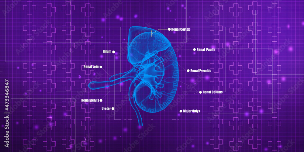 Obraz premium 3d rendering human healthy kidneys