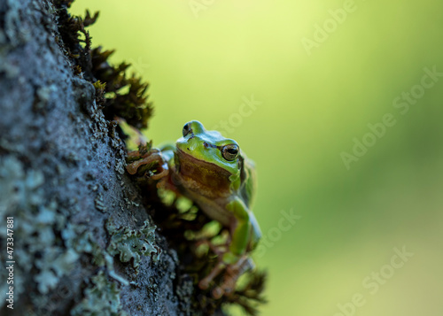 Portrait of European tree frog (Hyla arborea) sitting outdoors photo