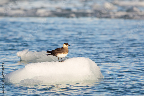 Arctic Skua resting on a piece of glacial ice in fjords of Svalbard photo