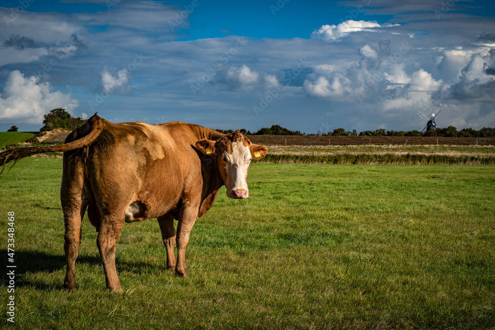 Herbstmorgen auf der Weide