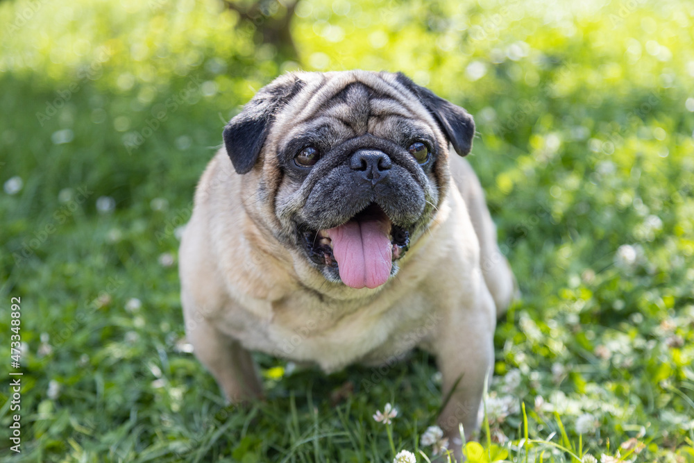 A pug sits on a meadow and watches the area